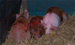 Schweinchen auf dem Bauernhof zum Kuscheln